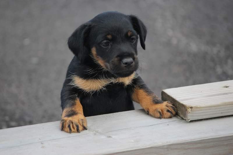 Tysk jaktterrier valp