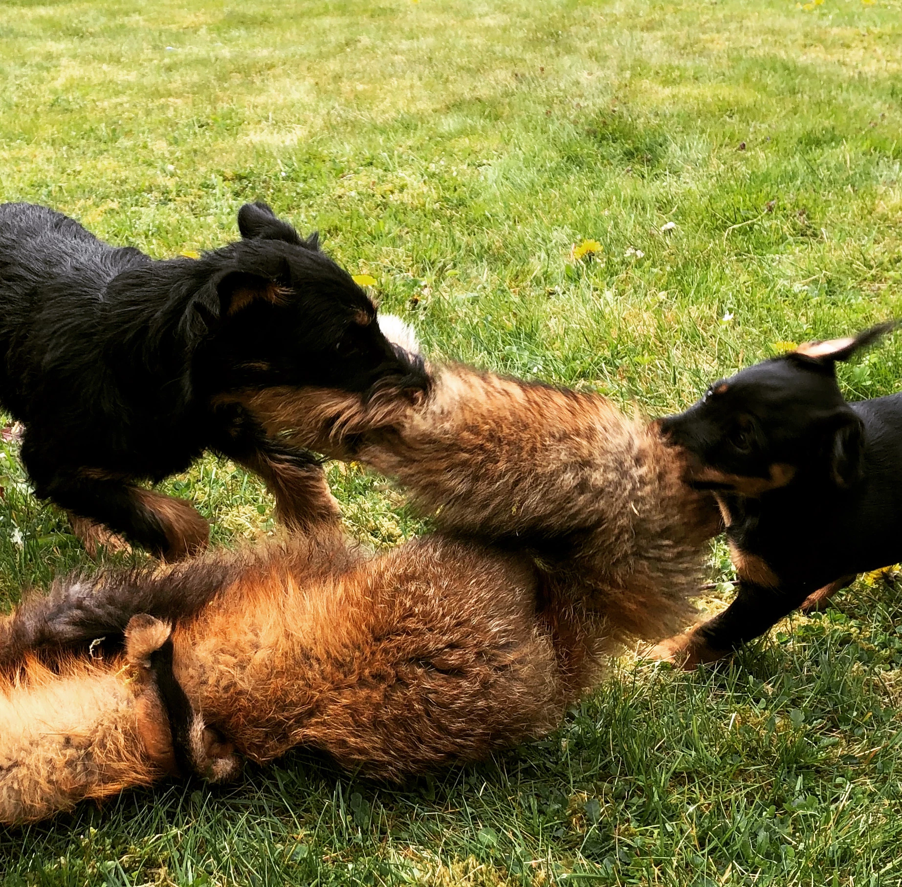 Tysk jaktterrier ved kunsthi