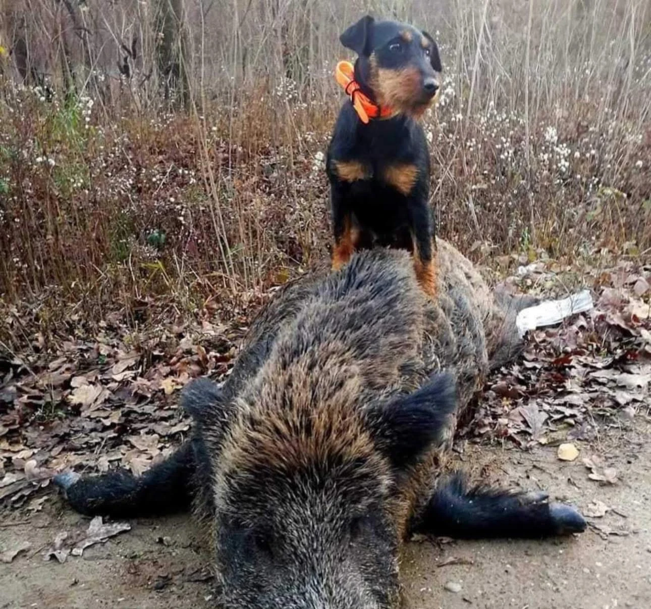 Der Jagd Tier Elza, tysk jaktterrier fra Jakthund.com
