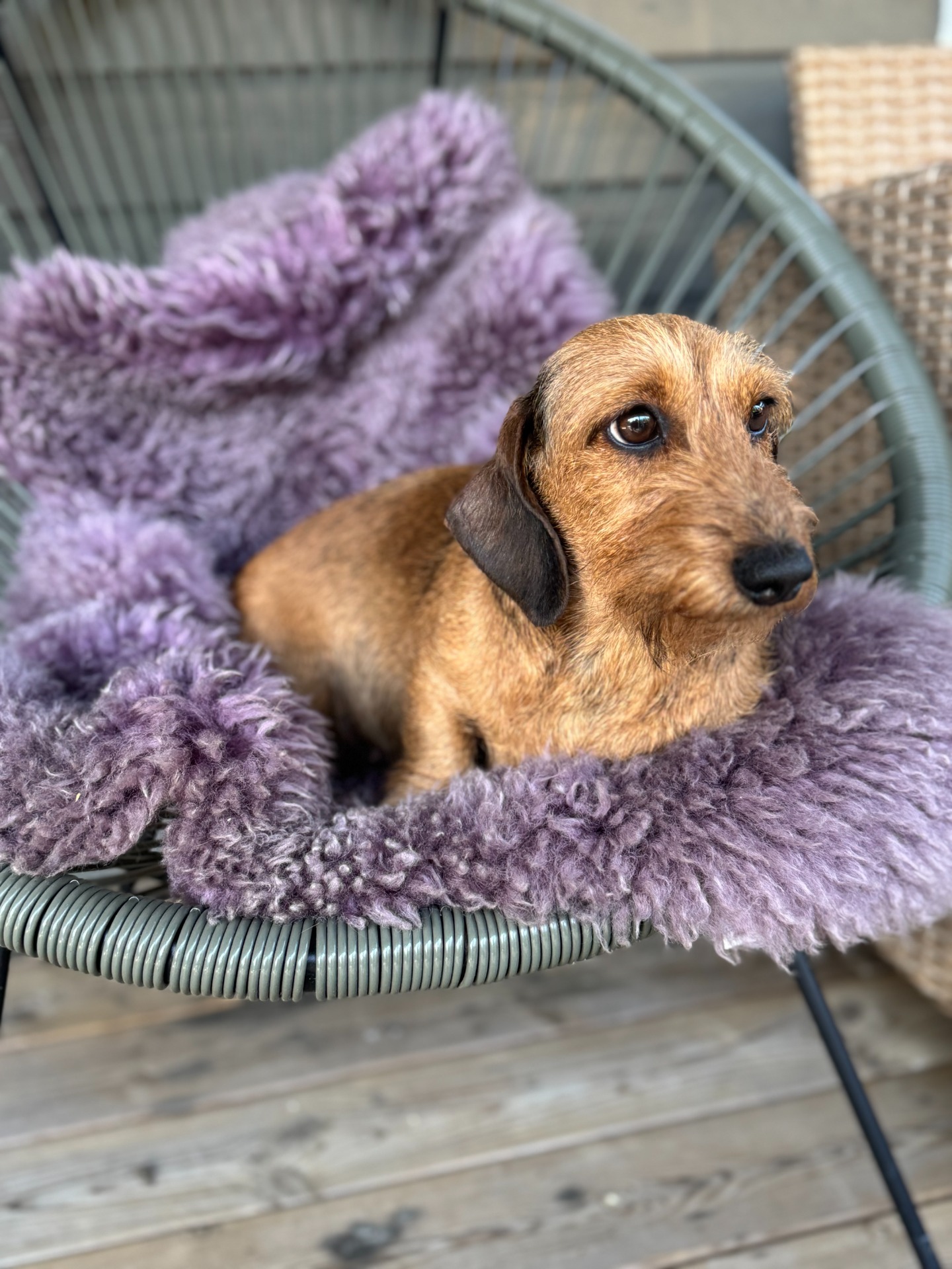 dvergdachs, strihåret hund, dachsoppdretter