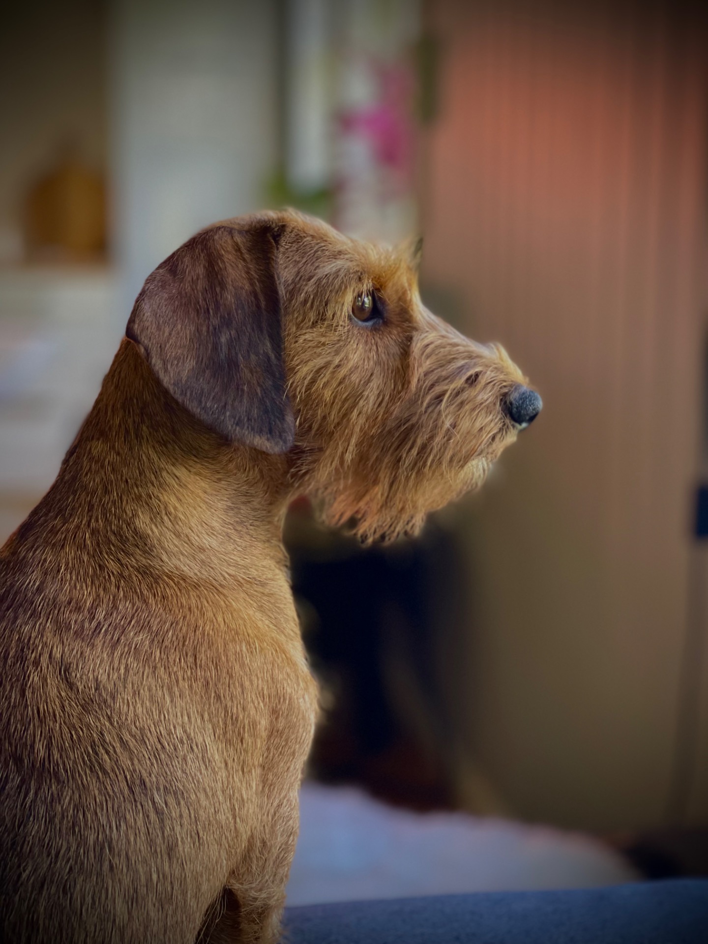 Sansoi Sweet Secret, Elsa, strihåret dvergdachshund fra Jakthund.com