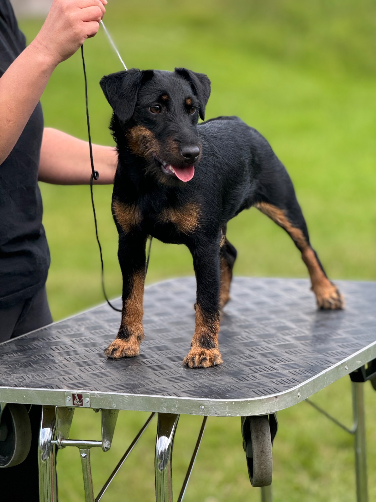 Gläfsebo's Party – Fisa, tysk jaktterrier