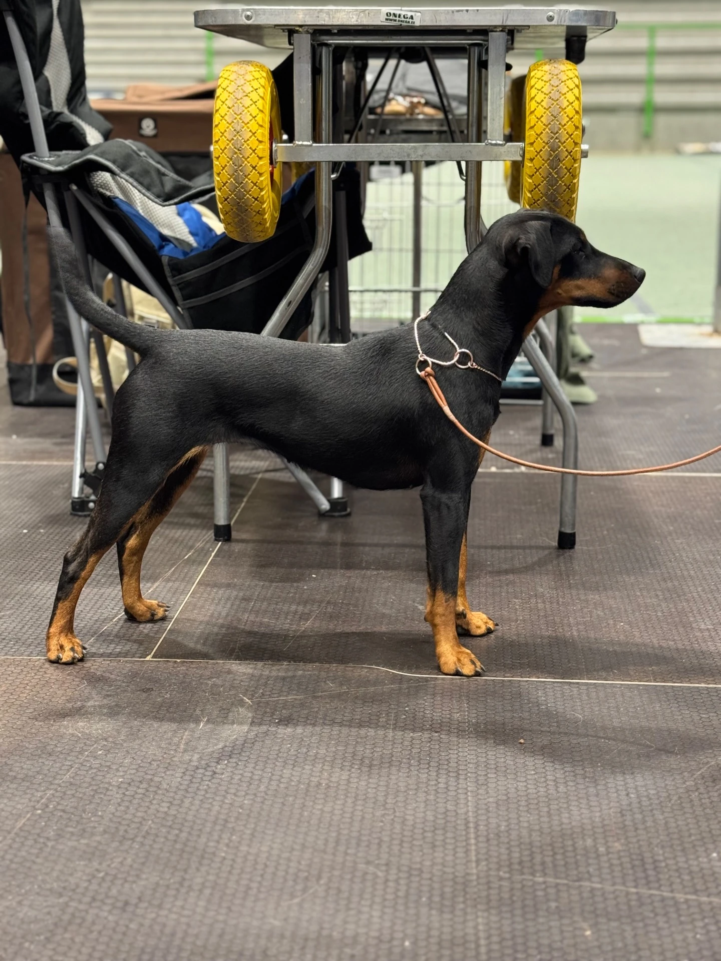 Hvitveisstien's Beat It – Ipa, tysk jaktterrier
