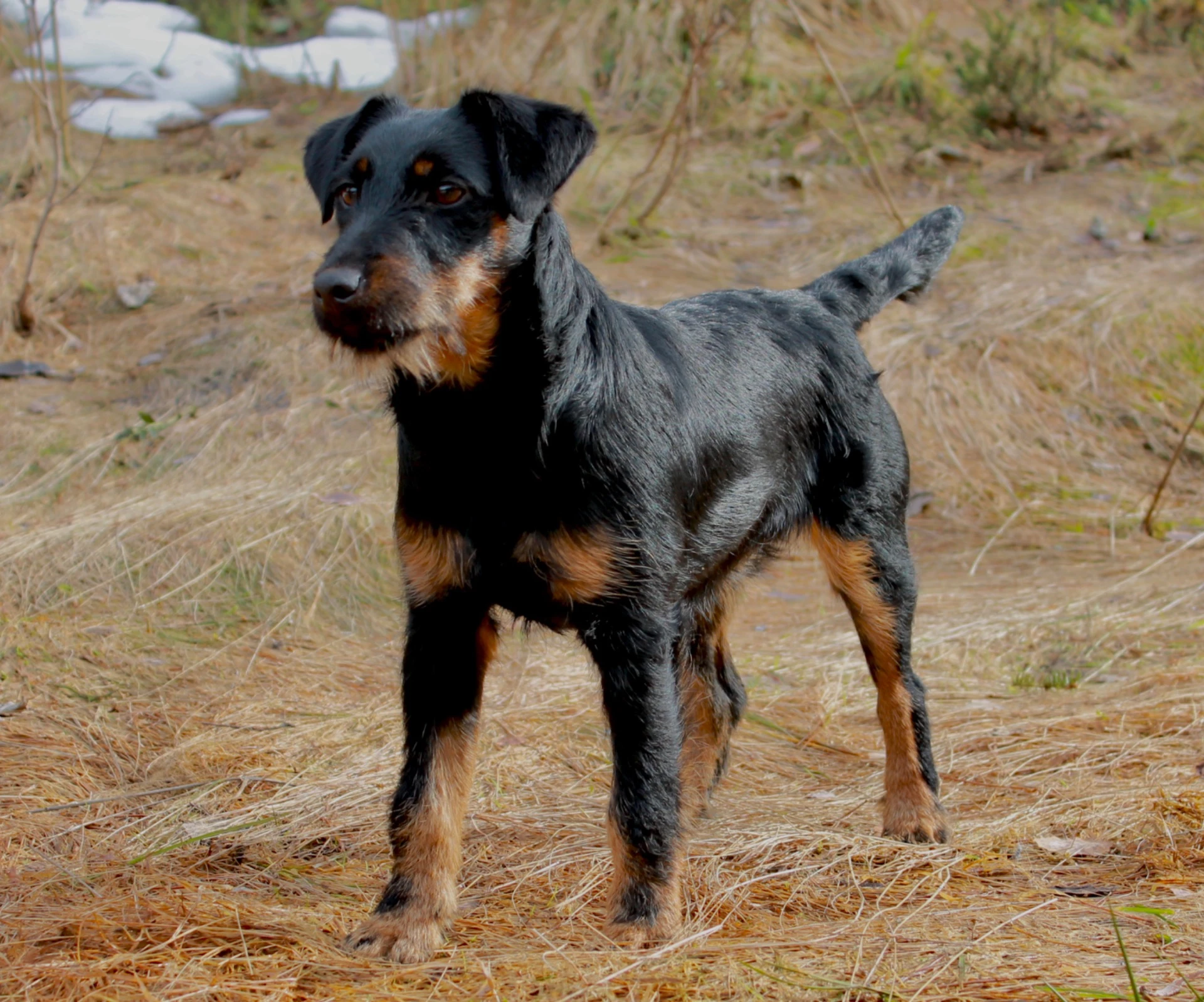 Fisa, tysk jaktterrier fra Jakthund.com