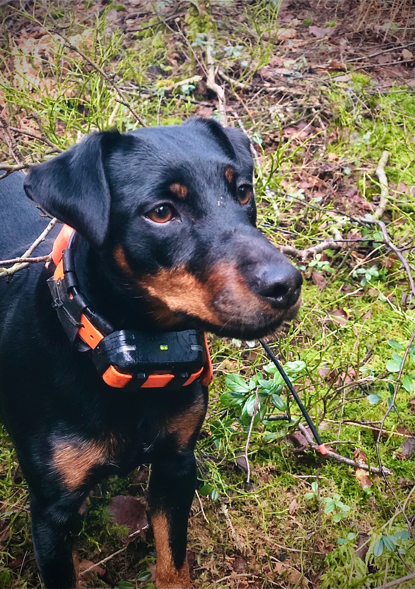 A Alma, tysk jaktterrier fra Jakthund.com