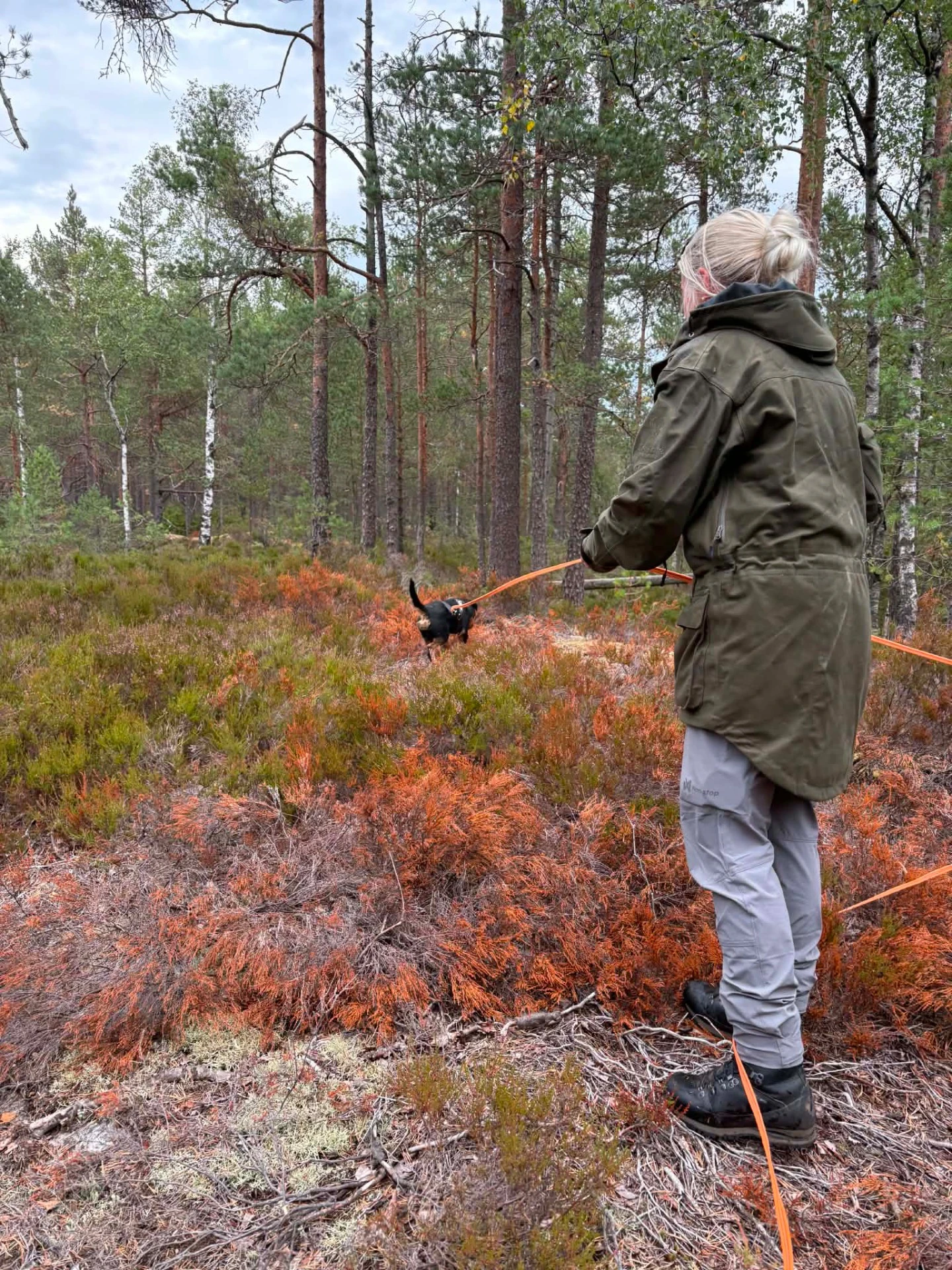 Blodsportrening med jakthund i terreng