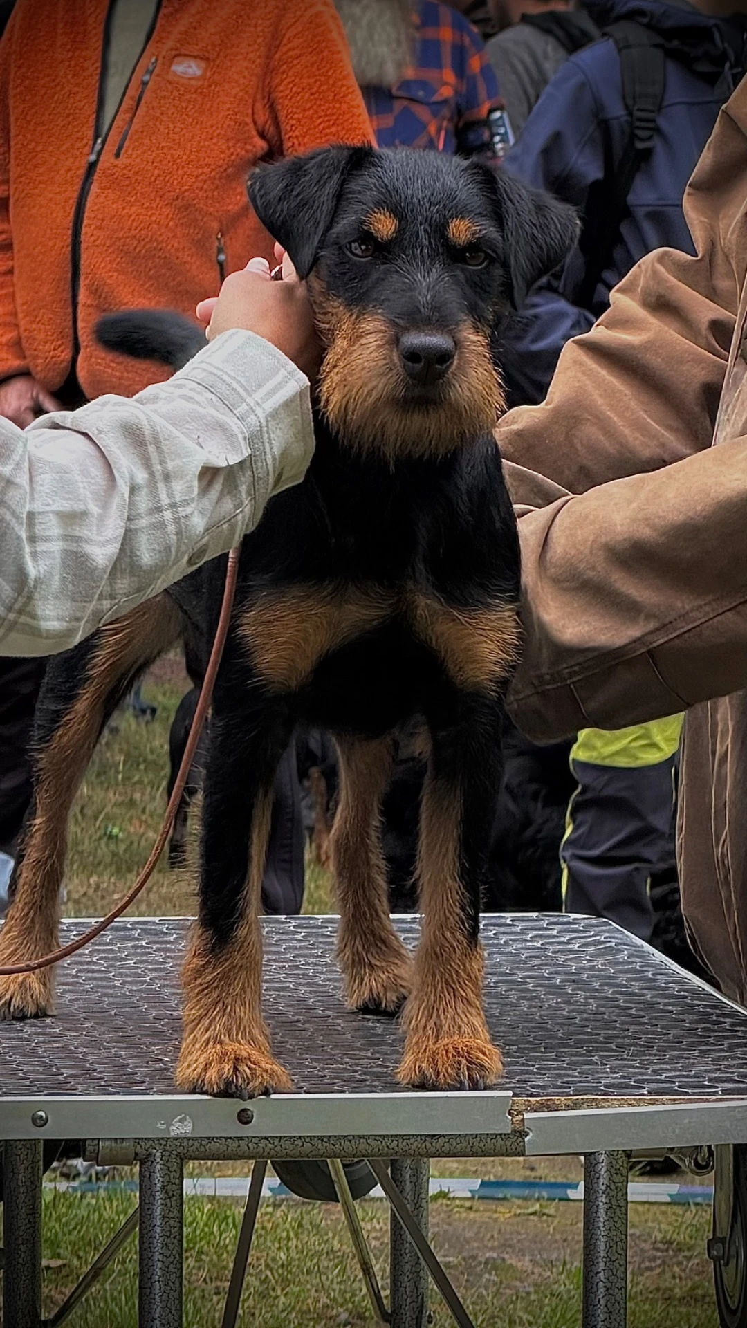 Tysk jaktterrier i oppstilling på bord, med hode og poter synlige